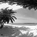 exotic-white-sand-beach-with-coconuts-in-maalhos-maldives